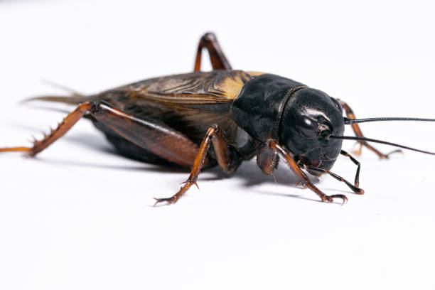istock Insects - food for reptails 1126632423