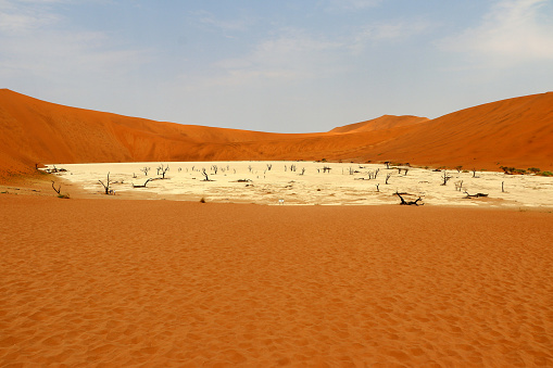 Death Vlei - Sossusvlei - Namibia Africa