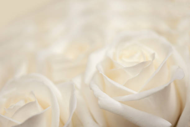 fresh, white, blossoming rose. stock photo