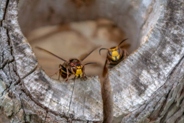 hornet in a wood