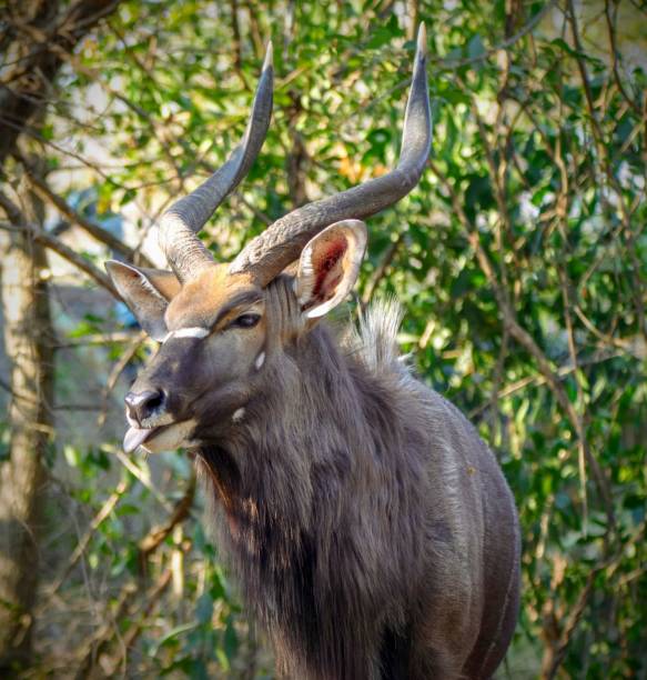 istock Nyala bull Sabi Sands 1126633952