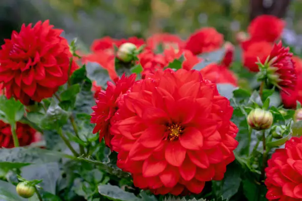 Photo of Cluster of vibrant red Dahlia flowers surrounded by green leaves