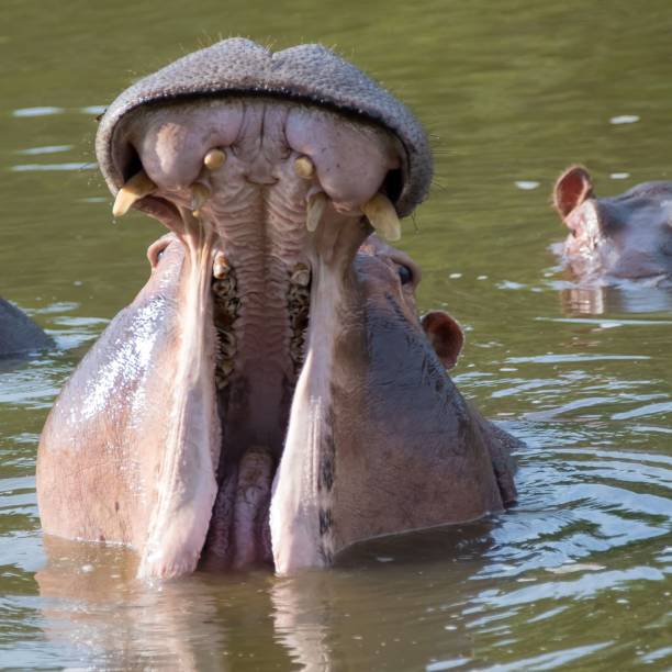 istock Hippo south africa 1126634221