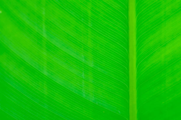 istock tropical leaf texture nature green background. 1126634504