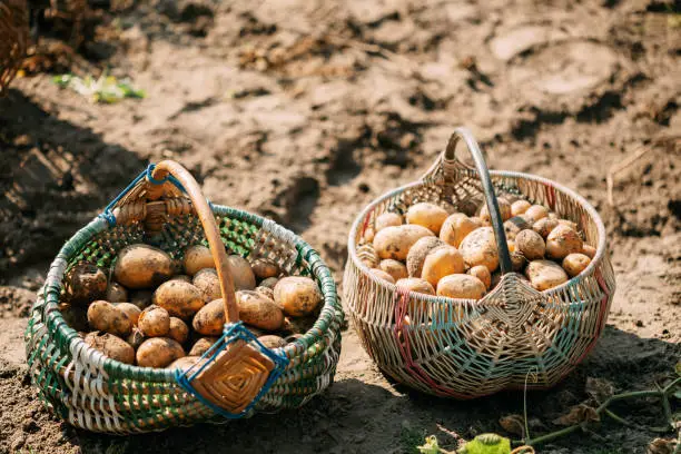 Organic Brown Potatoes In Basket On Ground Of Vegetable-Garden. Autumn Harvest Potatoes.