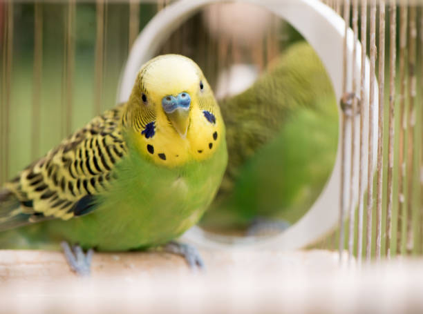 istock Green budgerigar parrot close up sits in cage. Cute green budgie. 1126635943