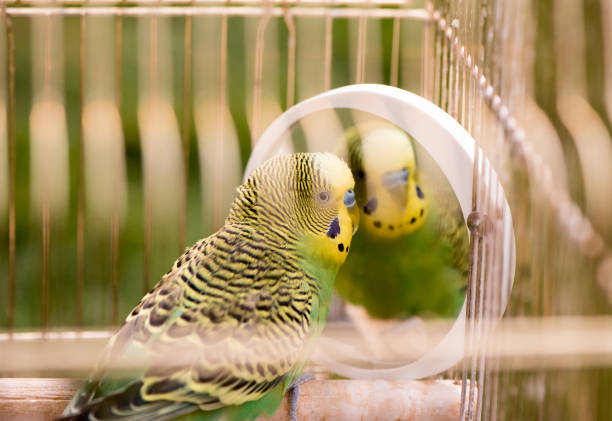 istock Green budgerigar parrot close up sits in cage. Cute green budgie. 1126635945