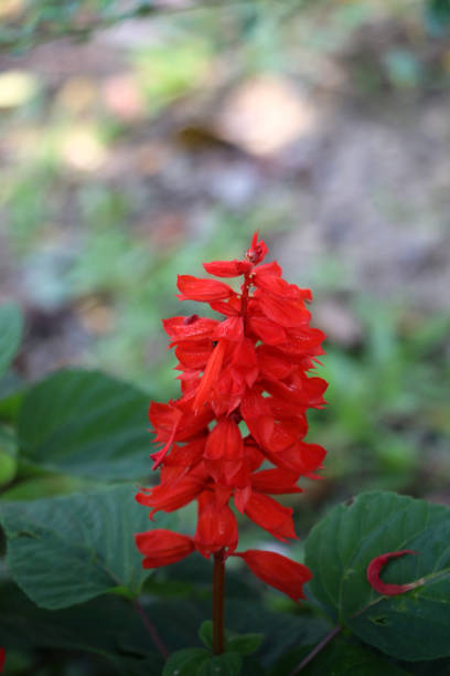 istock Red Salvia at garden 1126636072