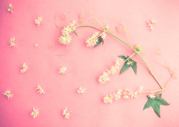 istock Summer White flowers on pastel pink background. Flat lay, top view. 1126636194
