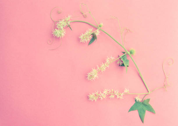 istock White flowers on pastel pink background. Flat lay, top view. 1126636200