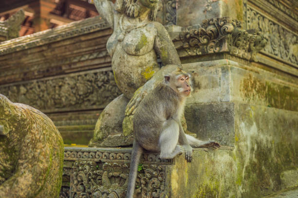 istock Long-tailed macaques Macaca fascicularis in Sacred Monkey Forest, Ubud, Indonesia 1126637834