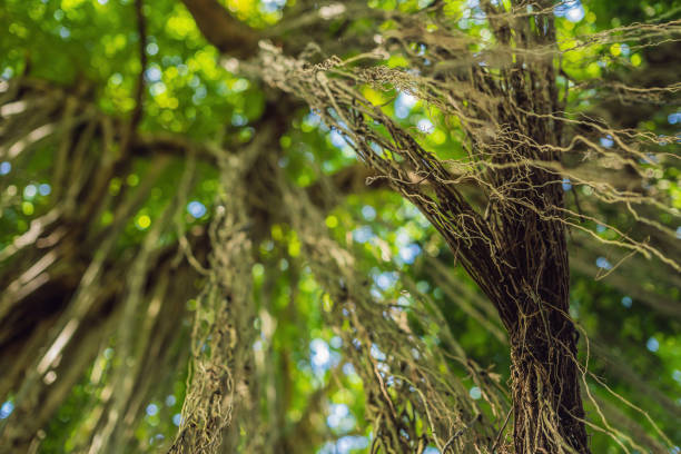 Rain forest in Ubud Sacred Monkey Forest, Bali.