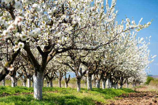 istock Rows of beautifully blossoming in white cherry trees on a green lawn in spring 1126638347