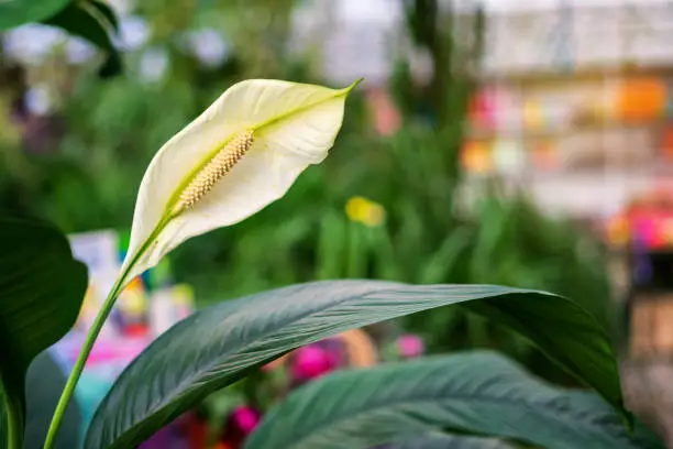 Photo of Spathiphyllum is an unusual and quite popular potted plant. a form of inflorescence, resembling a white sheet of paper.