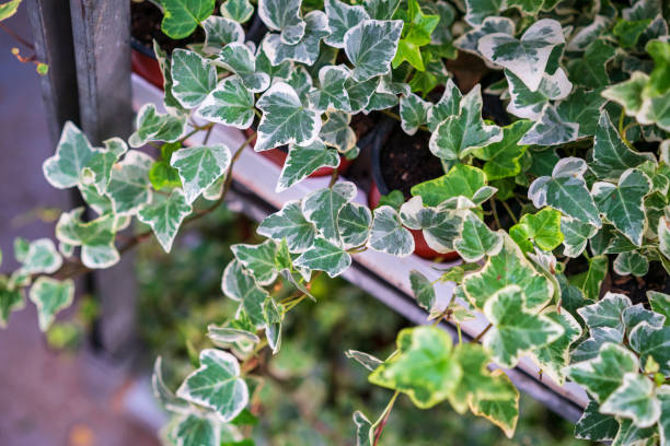 il cesto di edera (verde e bianco) tessuto - hanging flower basket isolated foto e immagini stock