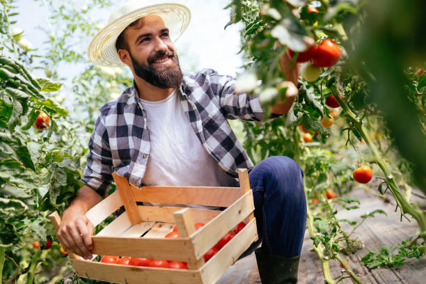 istock Male farmer picking fresh tomatoes from his hothouse garden 1126639439