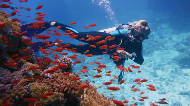 Woman scuba diver admiring beautiful coral reef with red fish Underwater scene anthias fish photos stock pictures, royalty-free photos & images