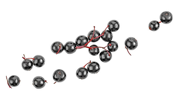 istock Black elderberry on white background, close-up. View from above. 1126640165