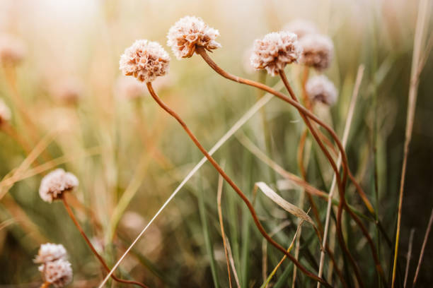 Beautiful wild flowers in a meadow