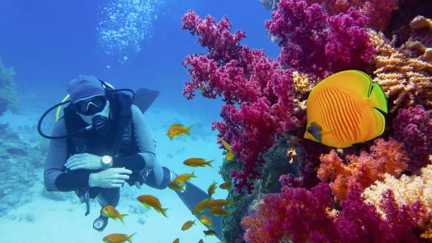 man scuba diver admiring beautiful colorful coral reef with purple soft corals and butterflyfish - tropical fish saltwater fish butterflyfish fish imagens e fotografias de stock