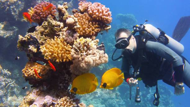 istock Man scuba diver admiring beautiful colorful coral reef 1126641637