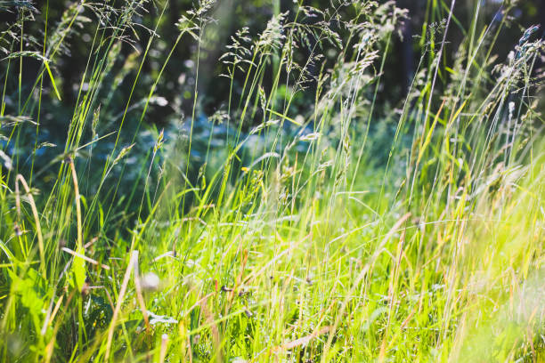 istock High spikelet grass in the field. Beautiful nature concept. 1126644410