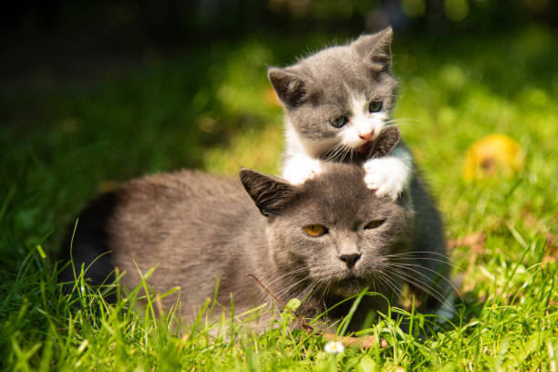 istock Cat with the baby kitten on grass 1126645343