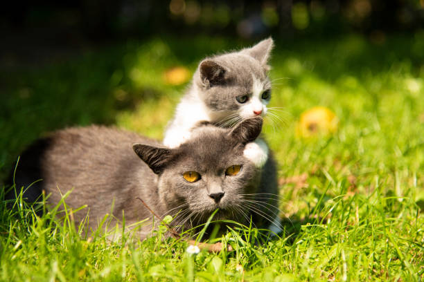Cat with the baby kitten on grass stock photo