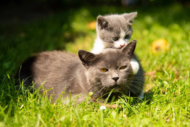 istock Cat with the baby kitten on grass 1126645376