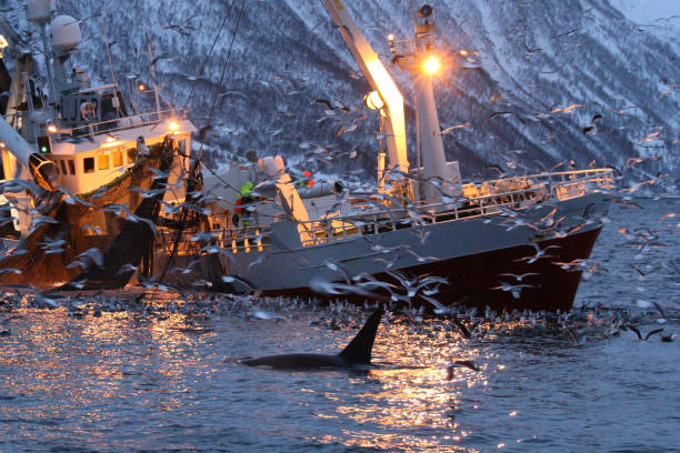 orca o ballena de la orca, orcinus orca, alimentan de arenques cerca de barco de pesca en atlántico kaldfjord, tromso, noruega, - tromso fjord winter mountain fotografías e imágenes de stock