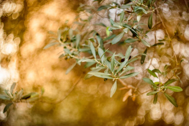 istock Branch of an olive tree with olives 1126646574
