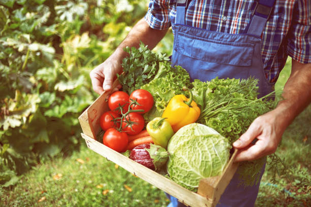 istock Farmer carrying full box of organic vegetable 1126648779