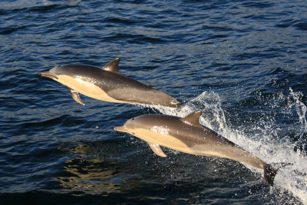 istock long-beaked common dolphin, Delphinus capensis, False Bay, South Africa, Atlantic Ocean 1126649054