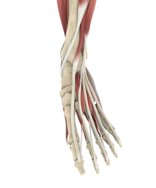 istock Human Foot Muscles Anatomy 1126651021