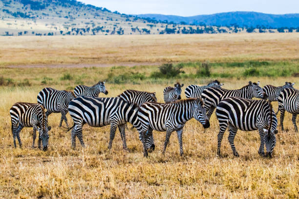 istock herd of zebras in african savanna 1126651384