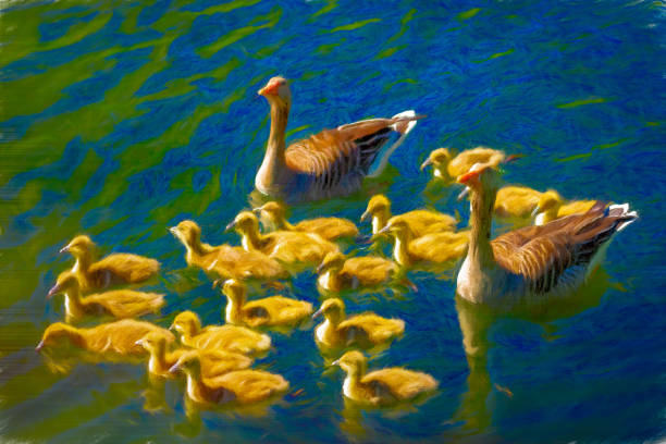 Mother, father and a large group of goslings in the Kastellet moat in Copenhagen, Denmark.