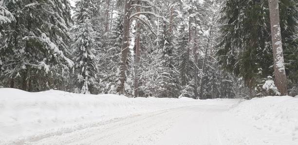 istock Winter forest. Trees in the forest in winter. 1126651751