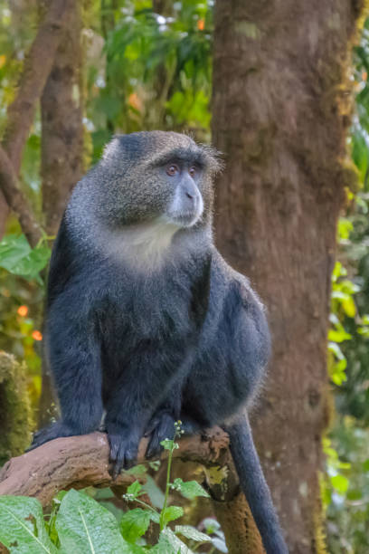 Blue monkey visiting camp in the Kilimanjaro Rain forest