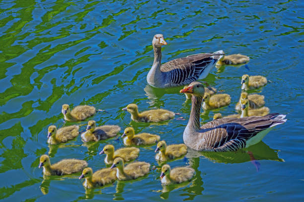 istock Greylag Goose family 1126652085