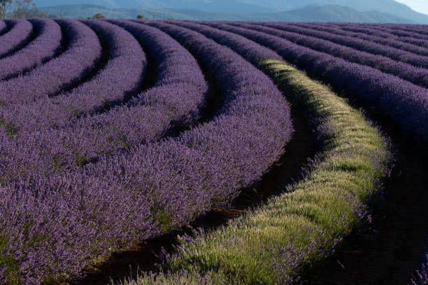 istock Bridestowe Lavender Farm, Tasmania 1126653925