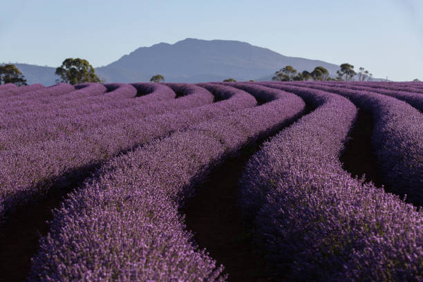 Bridestowe Lavender Farm, Tasmania