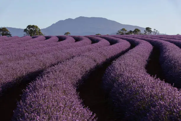 Bridestowe Lavender Farm is regarded as perhaps the largest commercial Lavender farm in the world.