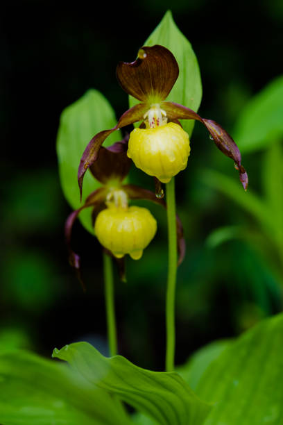 istock Lady's-slipper orchid 1126654872