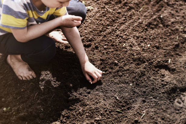 istock Young boy planting vegetable seeds in garden beds 1126654991