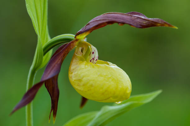 lady's-slipper orchid - ladyslipper imagens e fotografias de stock