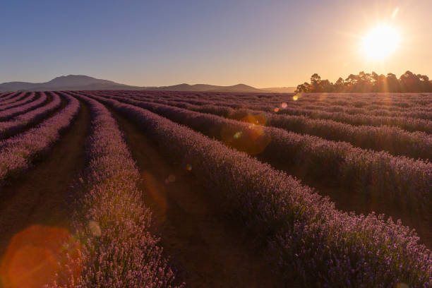 istock Bridestowe Lavender Farm, Tasmania 1126656246