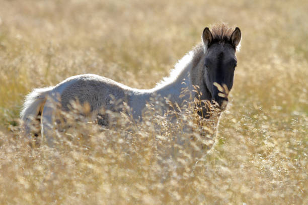 istock Icelandic horse 1126658180