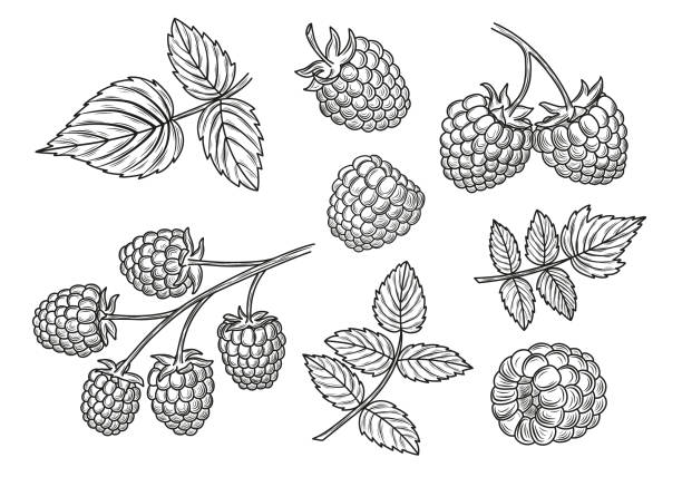 ilustraciones, imágenes clip art, dibujos animados e iconos de stock de frambuesa vector sistema de dibujo. esquemas de berry aislada rama y hojas. - blackberry