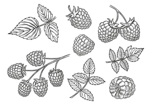 ilustrações de stock, clip art, desenhos animados e ícones de raspberry vector drawing set. isolated berry branch and leaves sketches. - framboesa