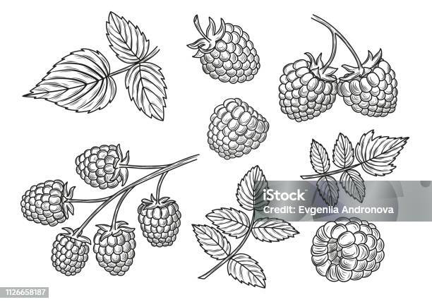 Raspberry Sketched Raspberry Vector Drawing Set Isolated Berry Branch And Leaves Sketches ...